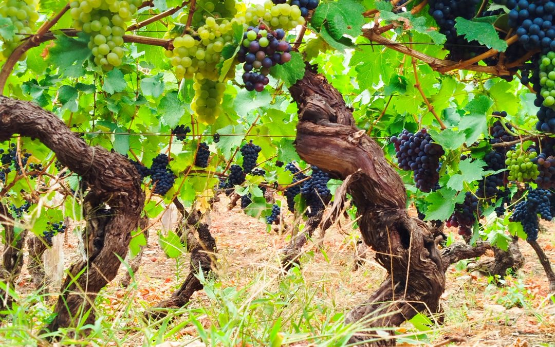 Vendimia 2025 EXCEPCIONAL